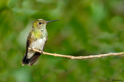 BEIJA FLOR DE GARGANTA VERDE (Chionomesa fimbriata)